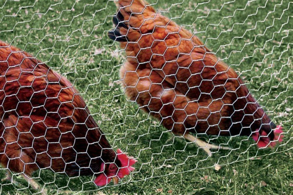 https://www.aluminummeshscreen.com/wp-content/uploads/chicken-wire-03.jpg